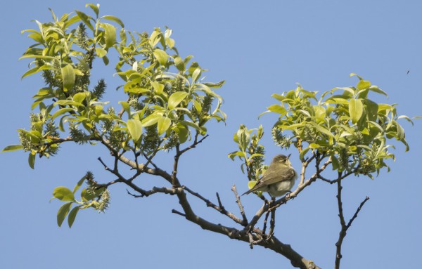 KEVÄÄN 2. IDÄNUUNILINTU