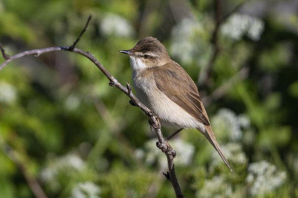 KENTTÄKERTTUNEN TAISI OLLA KEVÄÄN HARVINAISIN LAJI