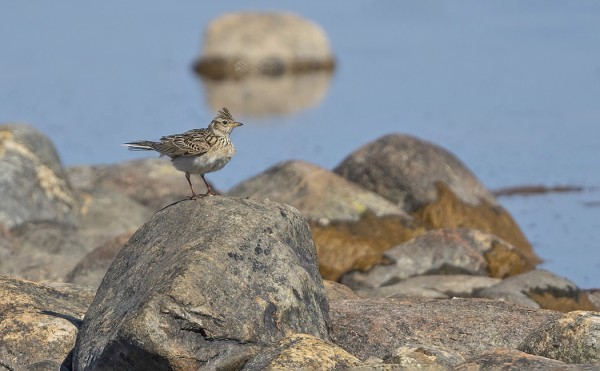UTÖN ÖSTERÄNGILLÄ PESII YKSI KIURUPARI