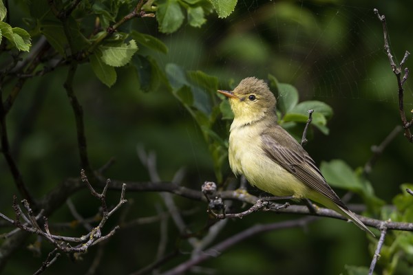 AINAKIN YKSI KULTARINTAPARI ON JÄÄNYT SAARELLE PESIMÄÄN