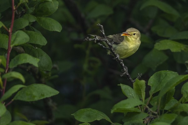 PARI KULTARINTAA VIIHTYY SAUNAMME NURKALLA