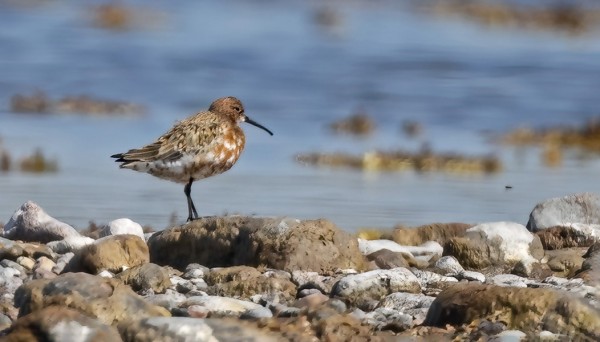 JUHLAPUKUUN VAIHTAVA KUOVISIRRI ITÄRANNALLA