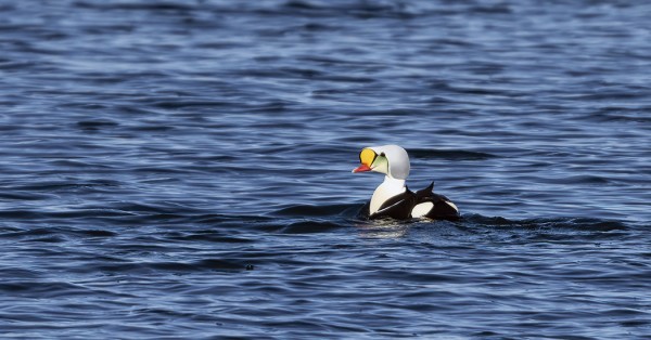 KYHMYHAAHKA OLI HARVINAISEN HYVIN KUVATTAVISSA TÄNÄ KEVÄÄNÄ