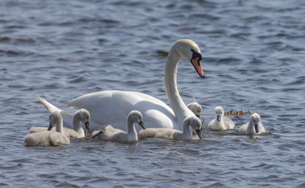 UTÖSSÄ ON KAKSI KYHMYJOUTSENPOIKUETTA