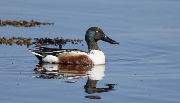 LAPASORSIA PESII ENÄÄ 1-2 PARIA