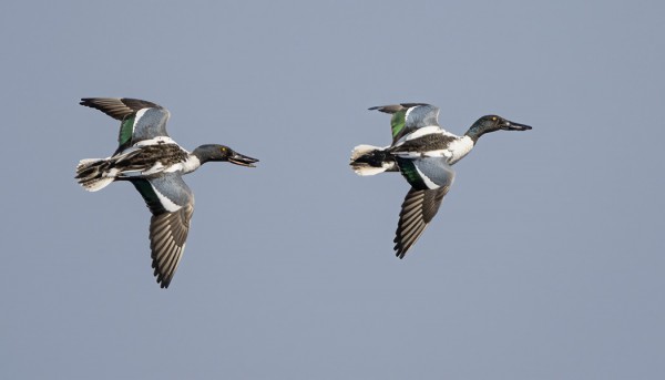 LAPASORSAT KISAILEVAT