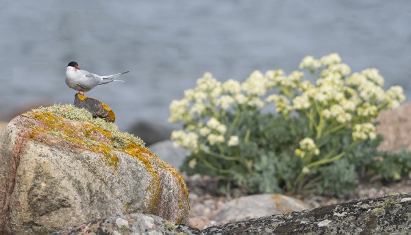 KASVILLISUUS ON TÄNÄ VUONNA ERITYISEN REHEVÄÄ - LAPINTIIRA JA KUKKIVA MERIKAALI