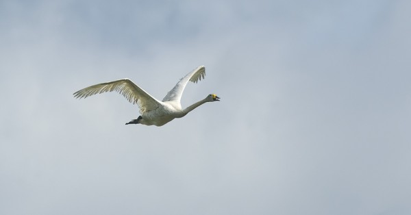 laulujoutsen_01_Nummi_06_21