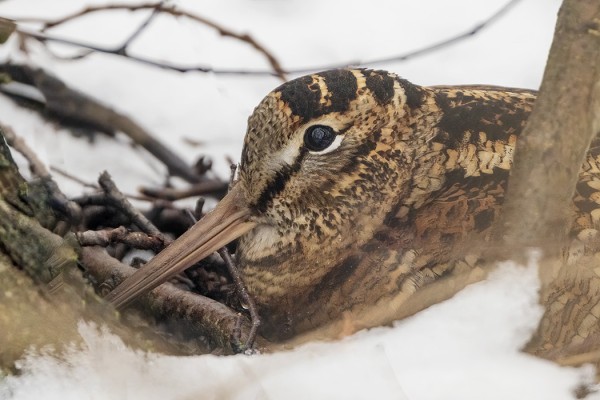 ENSIMMÄISET LEHTOKURPAT TULIVAT AIKAISIN