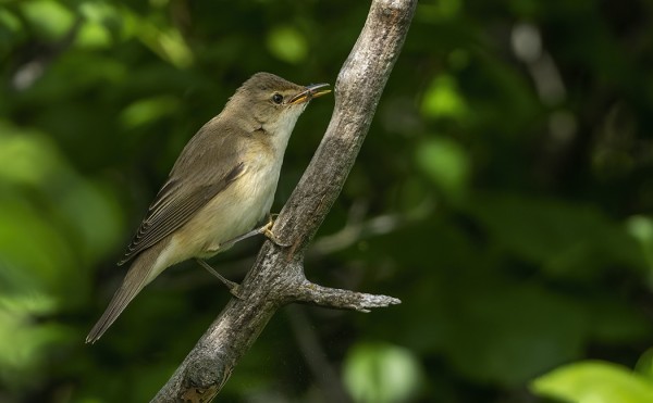 LUHTAKERTTUNEN LAULELI TÄNÄÄN CALIGATA-PAIKALLA
