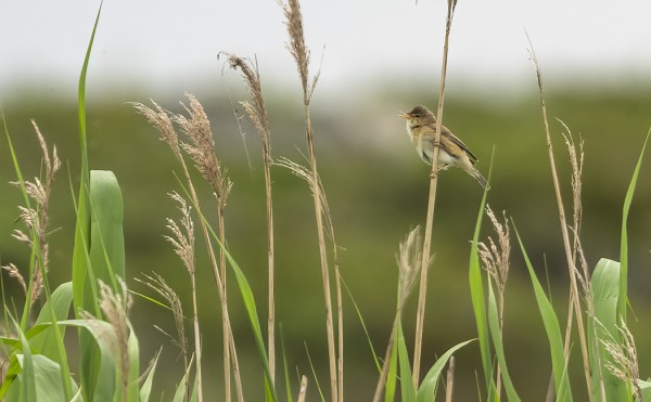 LUHTAKERTTUNEN KONSERTOI ITÄRANNAN RUOVIKOSSA