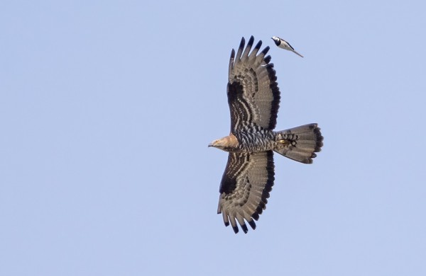 PARI MEHILÄISHAUKKAA MUUTTI VIELÄ TÄNÄÄN