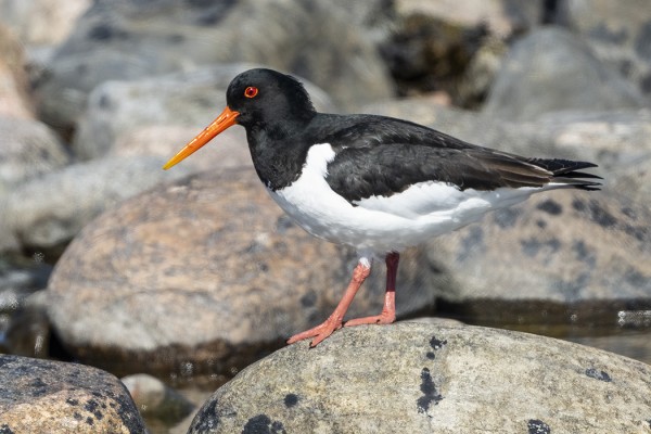 MERIHARAKOITA PESII UTÖSSÄ VAIN YKSI PARI