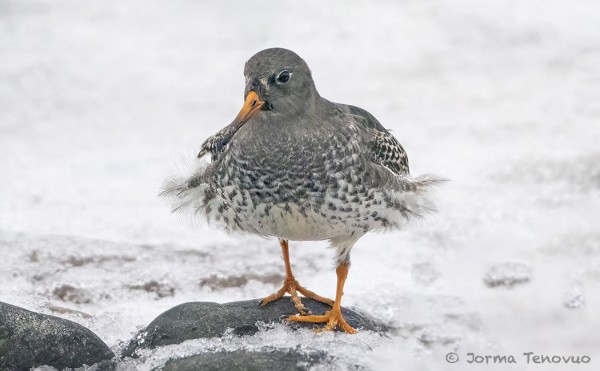 MERISIRREJÄ OLI VARSIN NORMAALIIN TAPAAN