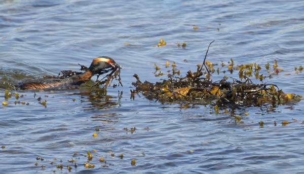 MUSTAKURKKU-UIKUT RAKENTAVAT KIIVAASTI UUSIA PESIÄ VIIME VIIKON KOVIEN TUULIEN HAJOITETTUA EDELLISET