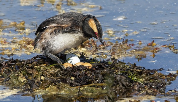 MUSTAKURKKU-UIKUN PESÄSSÄ ON SEKÄ VALKOISIA ETTÄ RUSKEITA MUNIA. MUNITUT MUNAT OVAT VITIVALKOISIA, MUTTA MÄRÄSSÄ LEVÄPESÄSSÄ MUNAT VÄRJÄYTYVÄT NOPEASTI RUSKEIKSI.