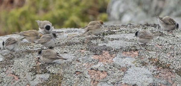 MUSTAPÄÄKERTTUJEN MUUTTO OLI ENNÄTYSMÄISEN RUNSASTA TÄNÄ KEVÄÄNÄ