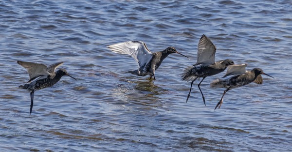 MUSTAVIKLOJEN SYYSMUUTTO ON VAUHDISSA
