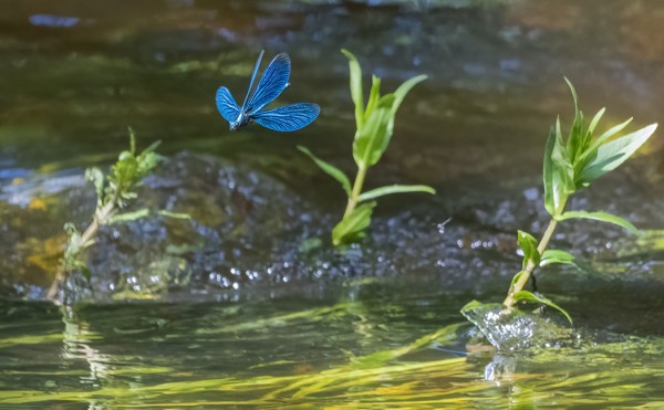 LAULUJOUTSEN JA NEIDONKORENTOJA NUMMELLA
