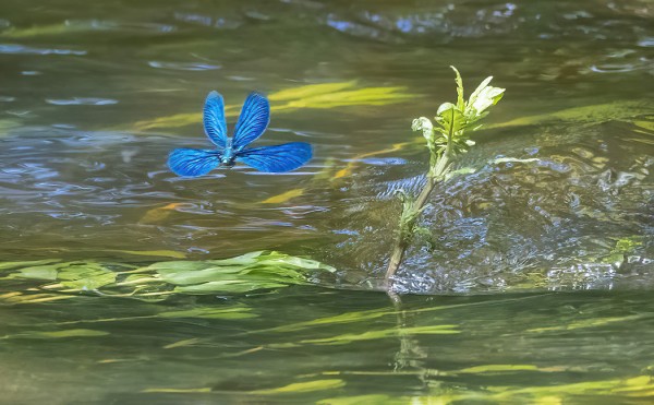 neidonkorento_03_Nummi_06_21