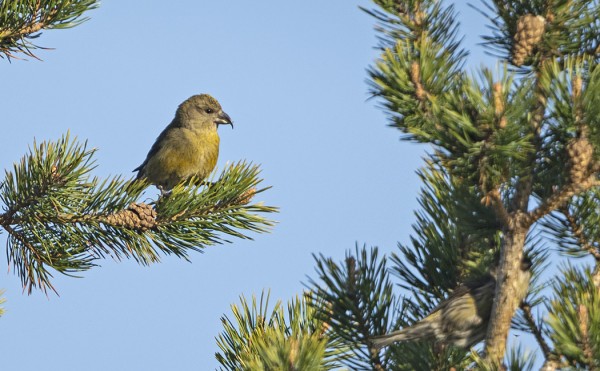 MUUTAMA PIKKUKÄPYLINTU ON NÄKYNYT NYT KESÄKUUSSA