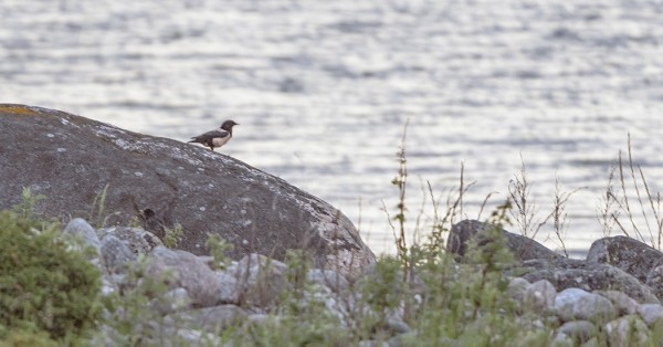 PUNAKOTTARAINEN KÄVÄISI KESÄKUUN ALUSSA