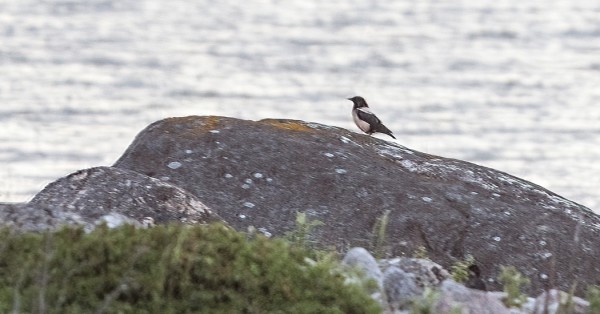 ITSE SAIN TÄLLÄ KERTAA VAIN NÄIN KAUKAISEN DOKUMENTIN