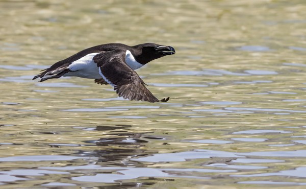 RUOKKEJA NÄKYY PÄIVITTÄIN