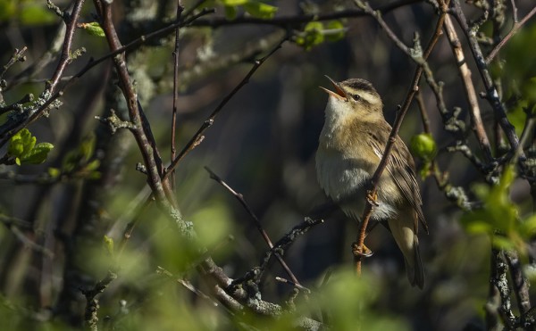 JOKUNEN RUOKOKERTTUNEN ON VIELÄ MUUTTOMATKALLAAN