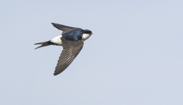 RÄYSTÄSPÄÄSKYJÄ PESII SAARESSA AINAKIN 5 PARIA