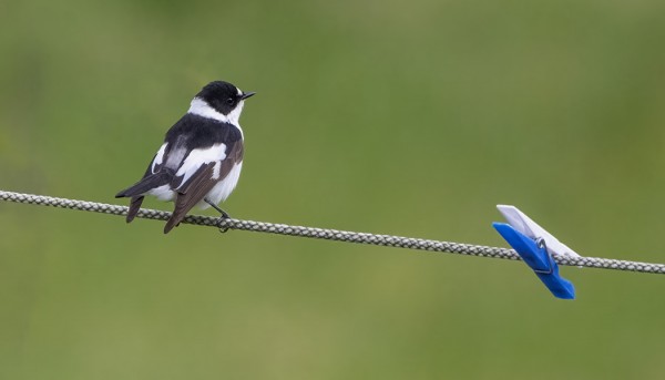 SEPELSIEPPOKEVÄT OLI YKSI KAIKKIEN AIKOJEN PARHAISTA