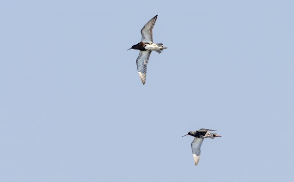 TÄMÄN AJANKOHDAN SYYSMUUTTAJAT - SUOKUKKO JA MUSTAVIKLO