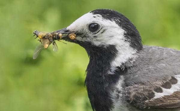VÄSTÄRÄKKI VIE RUOKAA POIKASILLEEN