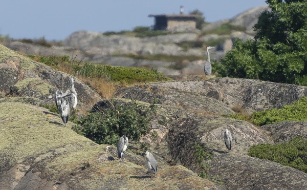 HARMAAHAIKAROITA LEPÄILI ITÄRANNAN EDUSTAN SAARILLA
