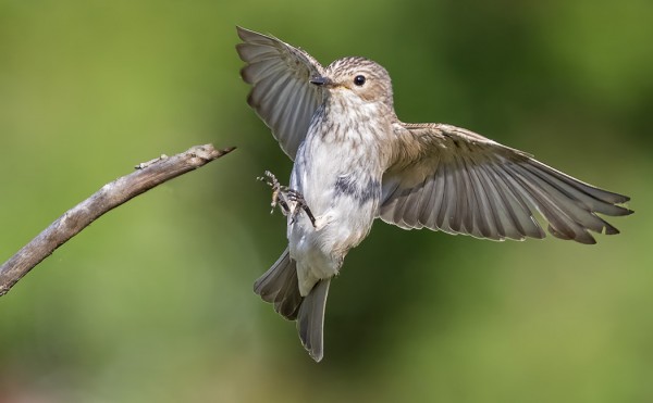 SAUNAN NURKALLA PESIVÄ HARMAASIEPPO