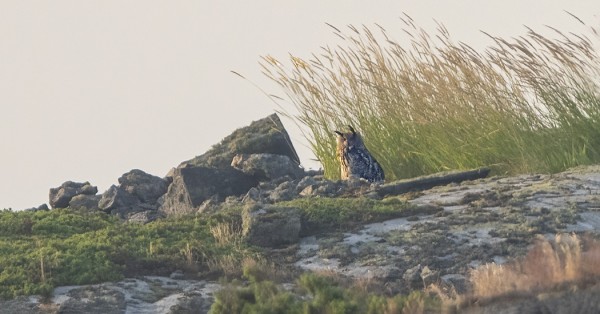 HUUHKAJA PÄIVYSTI AAMUVALOISSA PATTSKÄRILLÄ