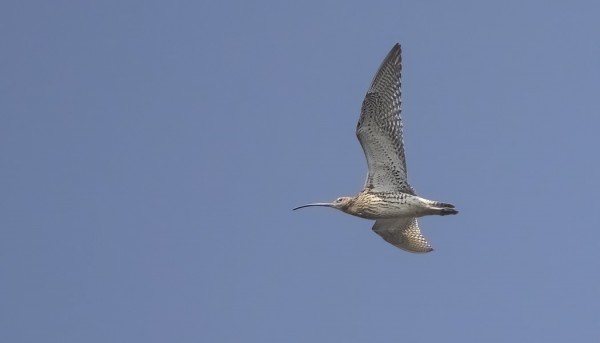 JOKUNEN ISOKUOVI ON SILLOIN TÄLLÖIN MUUTTANUT