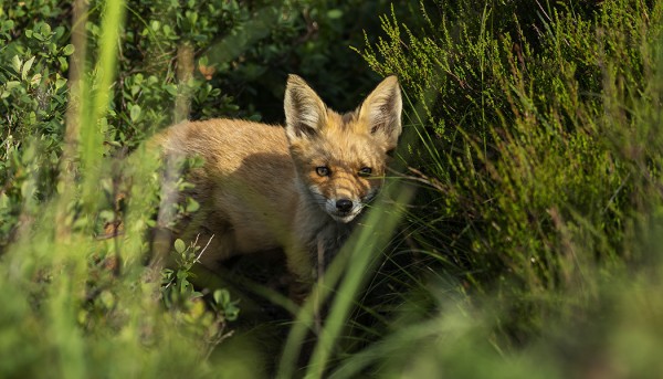 SAARESSA ON 6 KETTUA, TÄSSÄ YKSI PENNUISTA HAUTAUSMAAN NURKILLA TÄNÄÄN