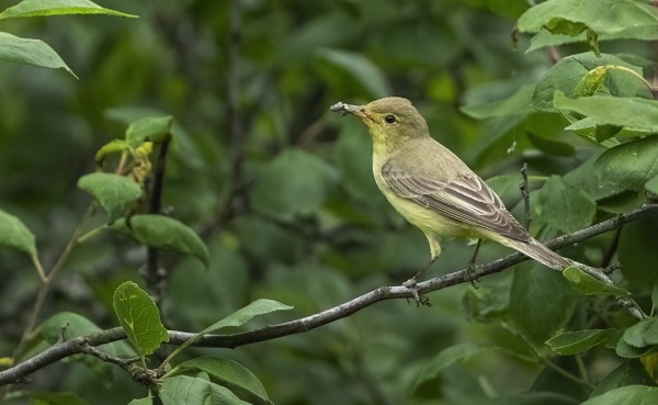 KULTARINTA VIE POIKASILLEEN RUOKAA