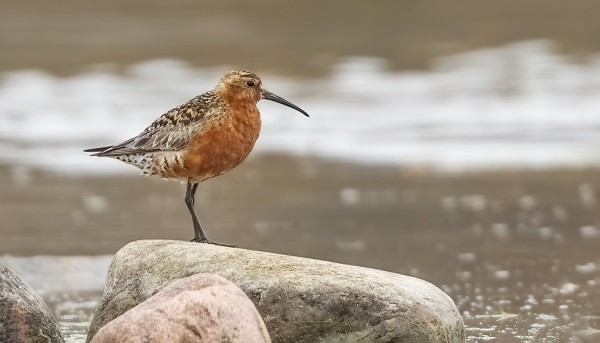 SYKSYN EKA KUOVISIRRI ITÄRANNALLA