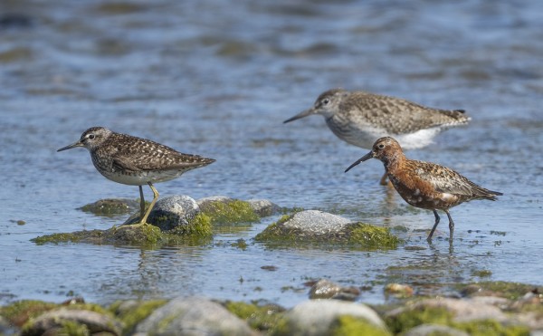 LIRO, NUORI PUNAJALKAVIKLO JA KUOVISIRRI