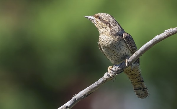 KÄENPIIKA KUULUU MYÖS SAAREN PESIMÄLINNUSTOON