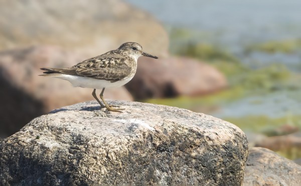 LAPINSIRRI ITÄRANNALLA