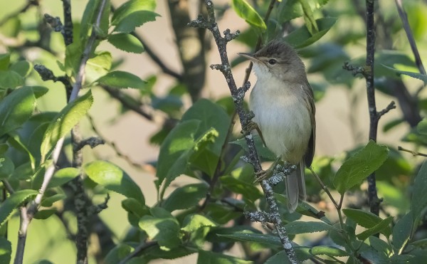 LUHTAKERTTUNEN EDELLEEN MEIDÄN SAUNALLA