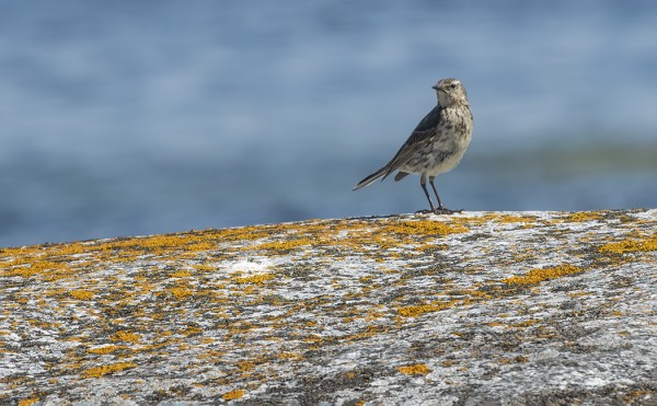 LUOTOKIRVINEN PESI ETELÄKÄRJESSÄ JA SAI AINAKIN YHDEN LENTOPOIKASEN (Kuva: Outi Sarjakoski)