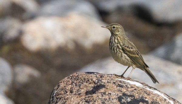 NUORIA JA VANHOJA LUOTOKIRVISIÄ NÄKYY PÄIVITTÄIN
