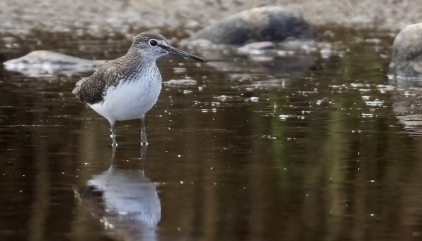 MUUTTAVA METSÄVIKLO KÄVÄISI