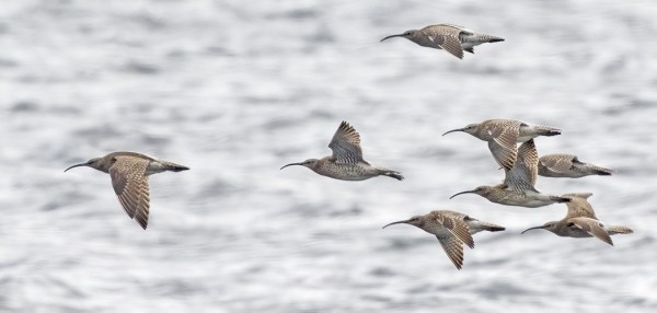 PIKKUKUOVIEN MUUTTO ON HYVÄSSÄ VAUHDISSA