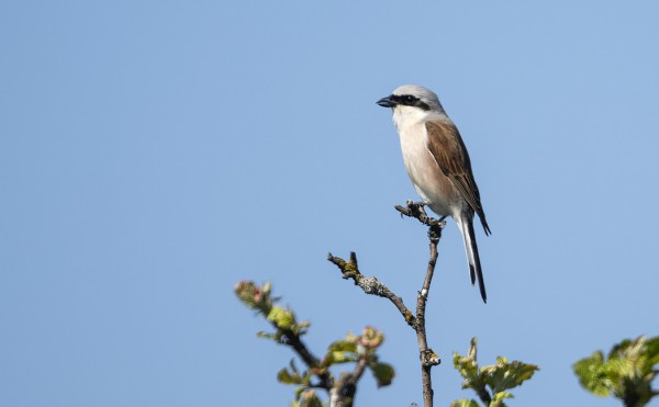 pikkulepinkäinen_01_Korppoo_06_21