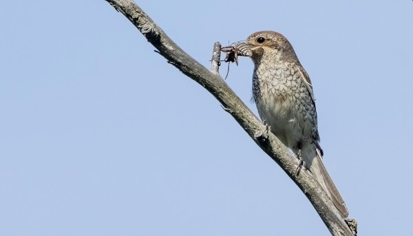 PIKKULEPINKÄISIÄ ON PESINYT KAKSI PARIA - TÄMÄ PYYDYSTI MATARAKIITÄJÄN
